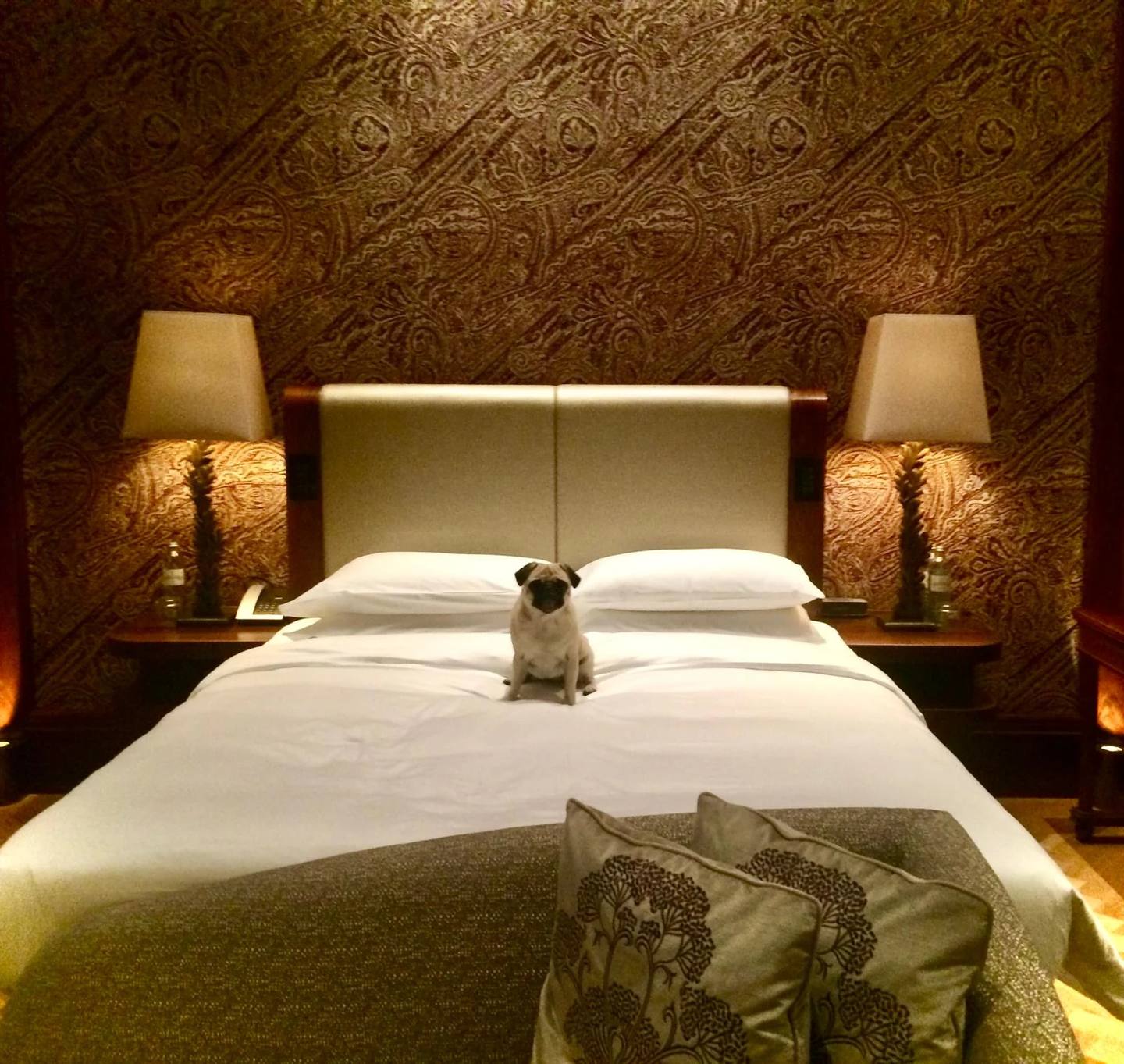 Hotels for Dog Lovers